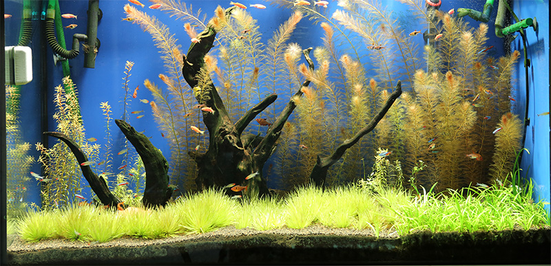 Fish Tank